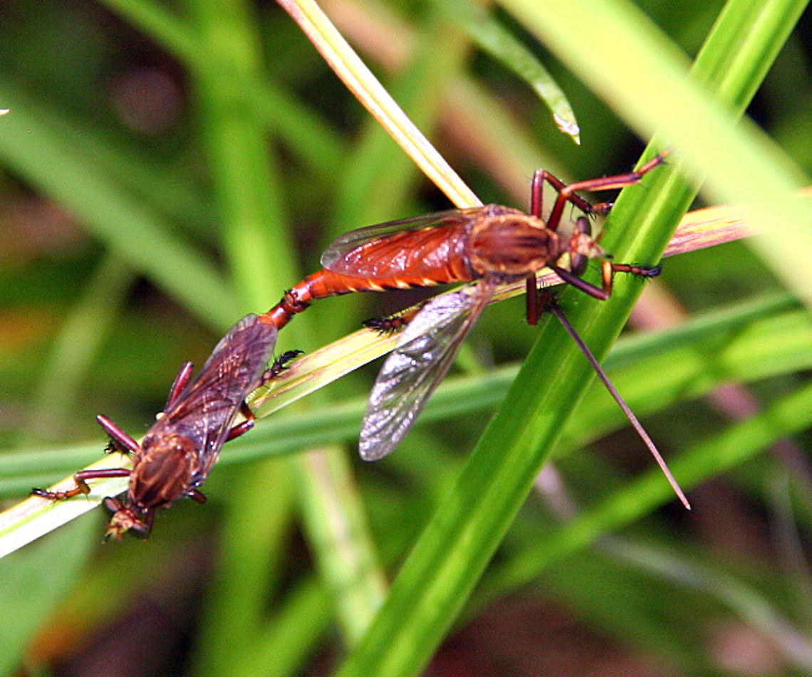 In Love? I know these are Dragon Flies but are they in a mating ritual? They appear hooked together and they were flying through the air like that! Very different. In Love?