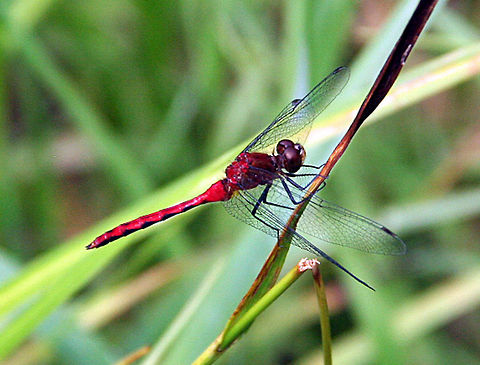 Bright Flyer This Dragon Fly would be difficult not to see on his flight. Bright Flyer,Cherry-faced Meadowhawk,Sympetrum internum