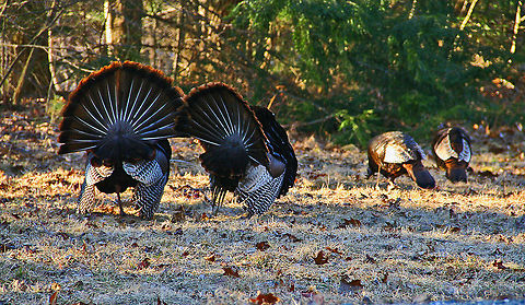 Mating Ritual These North American Wild Turkeys are putting on a quite a display for the nearby females but the object of their desire appear to ignore both of them. Photo was taken in Planifield, New Hampshire, New Hampshire Mating Ritual