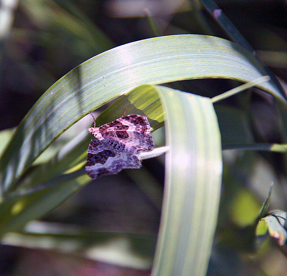 Upside Down This beautiful moth has taken a different approach to hanging around. Not sure if Moth or Butterfly Common Carpet,Epirrhoe alternata,Uside Down