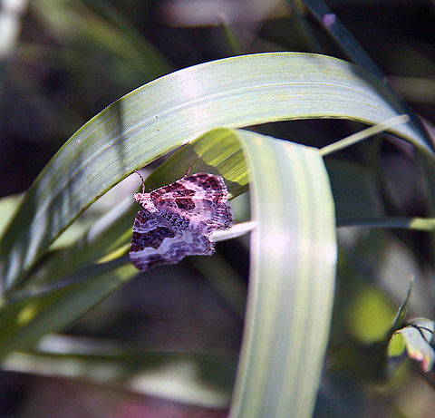 Upside Down This beautiful moth has taken a different approach to hanging around. Not sure if Moth or Butterfly Common Carpet,Epirrhoe alternata,Uside Down