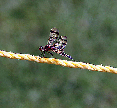 Wire Sitting This high flyer takes a break on a nearby wire. Photo taken in Quechee, Vermont (USA) Celithemis eponina,Halloween Pennant,Wire Sitting