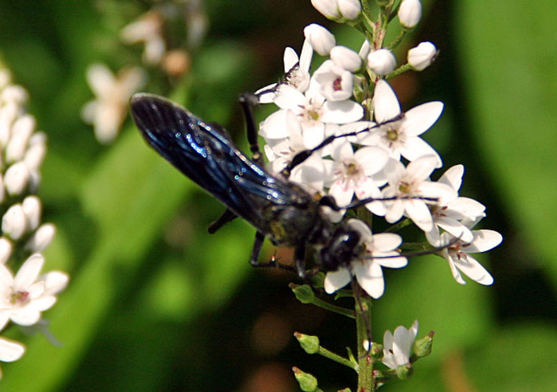 Bright Blue Not sure of the species here but sure of the color. Very bright blue! Hard to miss. Photo taken in Cornish, NH. (USA) Bright Blue