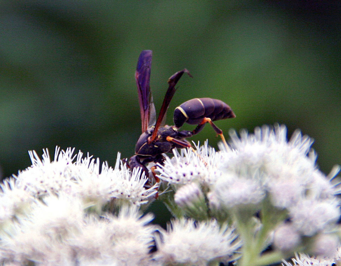 On Top I know this is a Wasp of some sort but can&#039;t identify the correct species. Can I get help. Photo taken in Windsor, Vermont (USA) On Top