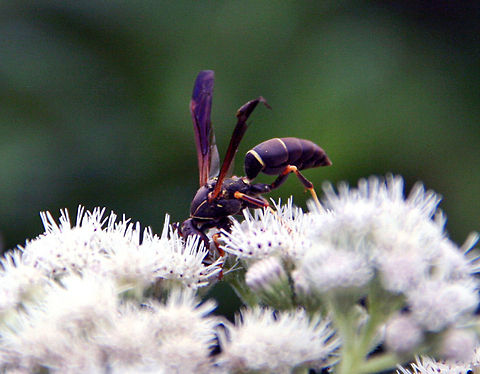 On Top I know this is a Wasp of some sort but can't identify the correct species. Can I get help. Photo taken in Windsor, Vermont (USA) On Top