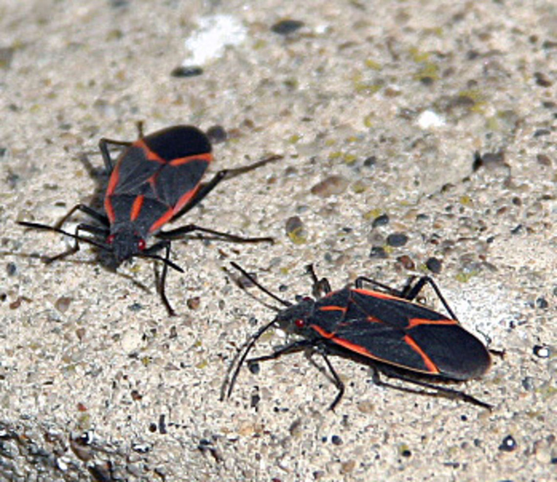 Face-to-Face These two (beetles?) are squaring off and appeared to fighting or mating. Hard to tell the difference. Photo taken in Cornish, NH. I searched the species but it claims no match found for Beetles! Boisea trivittata,Face-to-Face