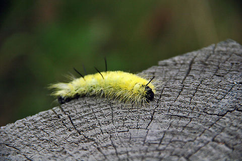 Mellow Yellow This Caterpillar is certainly easy to see! Beautiful colors. Photo taken in Hanover, NH (USA) Again, the species searcher claims there is no match for Caterpillar. Acronicta americana
