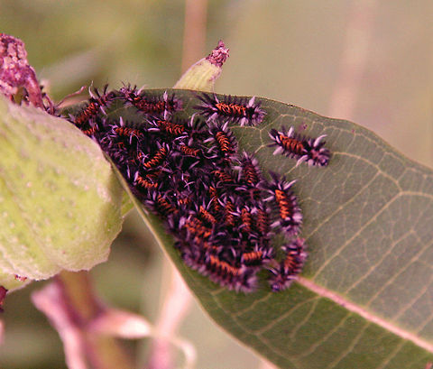 Crowded Leaf This leaf draws a big crowd! I know they are some sort of insect but am completely baffled! Help! What are these. Bugs or what? Photo graphed in Windsor, Vermont (USA) Euchaetes egle,Milkweed Tussock Moth