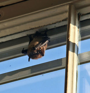 Just Hanging Out This Bat somehow got inside the window and had to be removed. Photo taken in Meriden, New Hampshire (USA) Just Hanging Out.