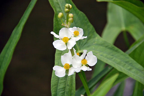 Nature's Beauty Growing beside a pond I spotted these and can not identify. Need some help please! Know they are a wildflower. Sagittaria latifolia,broadleaf arrowhead