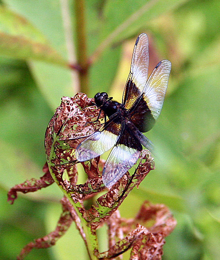 Resting Dragon Fly This four-winged beauty takes time for a quick rest. Photo taken in Cornish, N.H. (USA) Libellula luctuosa,Resting Dragon Fly,Widow Skimmer