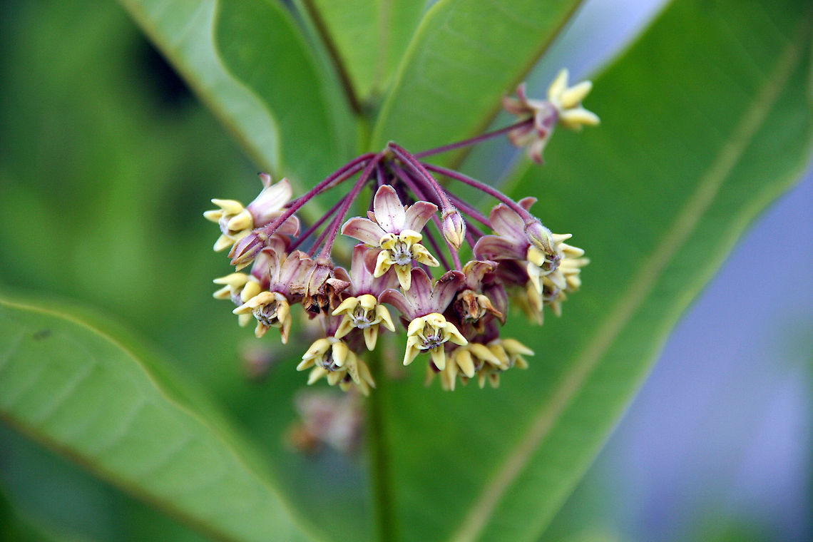 On Display This time of the year I see these wildflowers everywhere, especially around water. Would really like to identify what they are because they are so beautiful. Need help!Photo taken in Cornish, NH. (USA). Asclepias syriaca,On Display