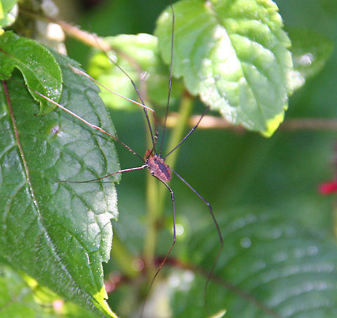 Long Legged A traditional "Daddy Long Legs" as I was taught to know them, takes time to explore. Not sure of the species real name so could use help. Photo taken in Windsor, Vermont (USA) Long Legged,harvestman