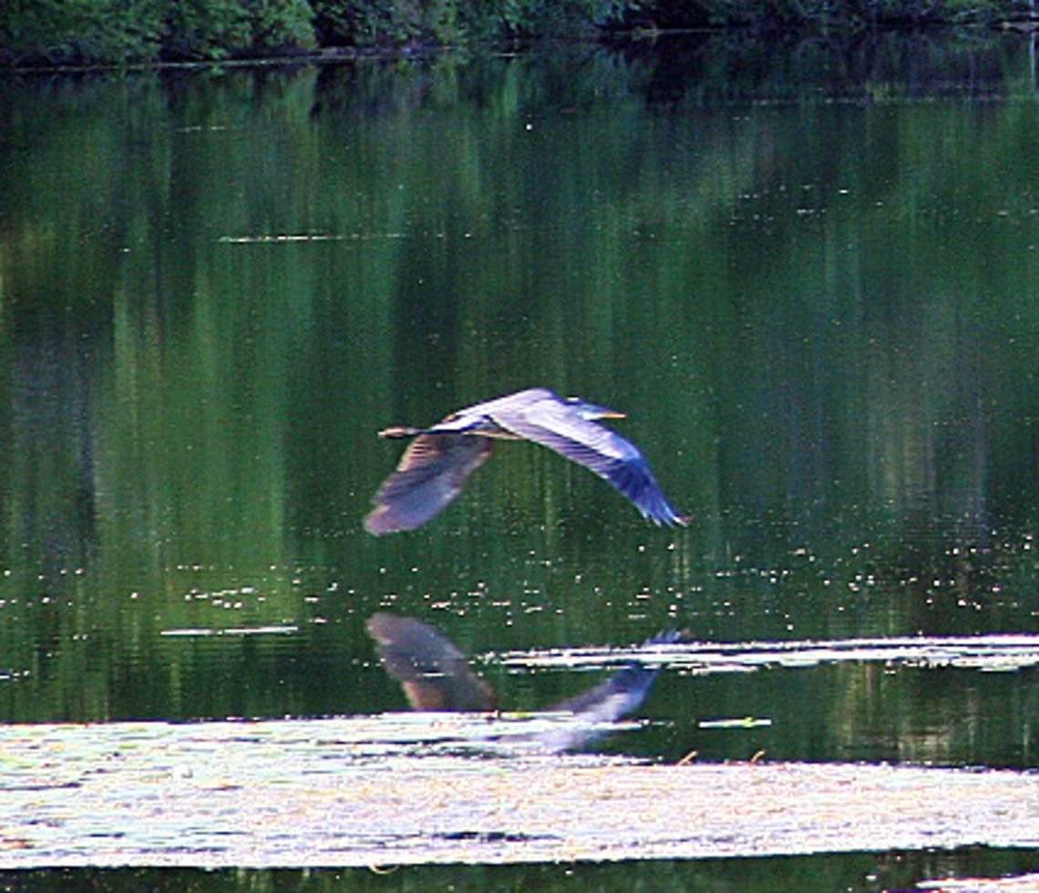 Taking Flight An elusive Blue Heron takes flight from a pond in Vermont. Grace in motion. Photo was taken at Lake Runnemeade in Windsor, Vermont (USA) Ardea herodias,Great Blue Heron,Taking Flight