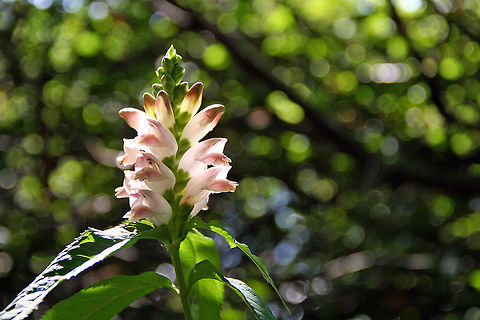 Wild Beauty Would seek help with this one! I know it is some sort of weed but have no cluse. Photo taken in Windsor, Vermont (USA) beside a pond. Very beautiful flowers. Chelone glabra,White turtlehead,Wild Beauty