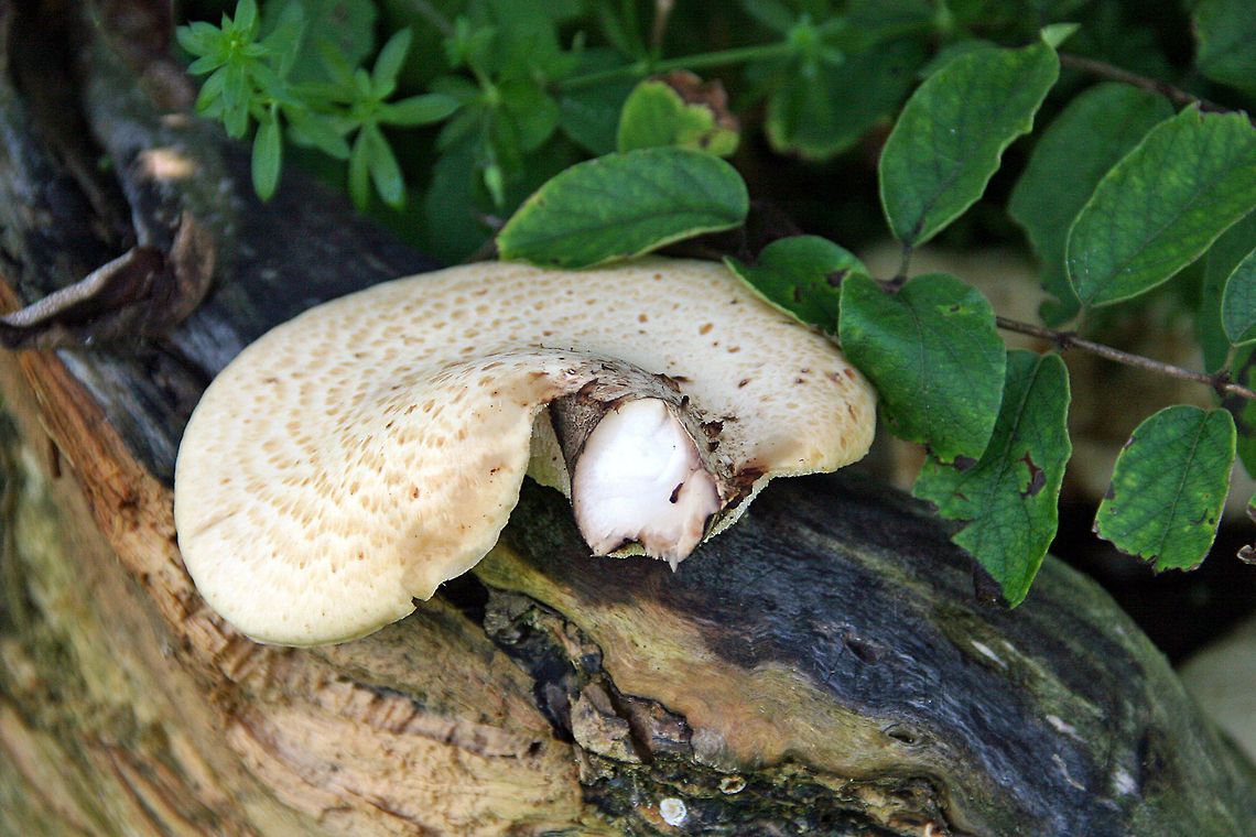 Mushroom Mania This huge mushroom was found growing out of a log but the exact species remains a mystery. Photo taken in Windsor, Vermont (USA) Mushroom Mania
