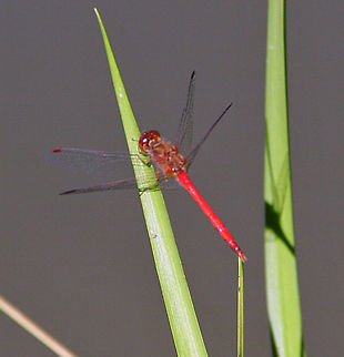 Red Flyer This bright red dragon fly puts on quite a show. Photograph taken in Cornish, New Hampshire (USA) Red Flyer,Sympetrum vicinum,Yellow-legged Meadowhawk,animalia,anisoptera,biodiversity,insects,libellulidae,odonata,sympetrum