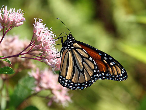 Royal Beauty This Monarch Butterfly strikes a Royal pose. Photo taken in Windsor, Vermont (USA) Danaus plexippus,Monarch,Royal Beauty