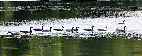 Leading The Way One lone Loon leads this group of Canadian Geese across a local pond. Photo taken at Lake Runemmeade in Windsor, Vermont (USA) Branta canadensis,Canada goose,Leading The Way