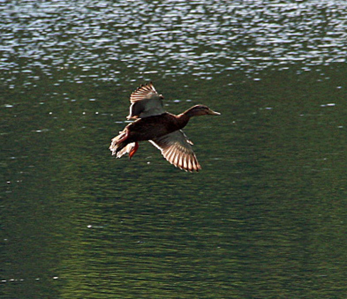 Soft Landing This duck lands very gently on a pond in Windsor, Vermont (USA) Anas platyrhynchos,Mallard,Soft Landing