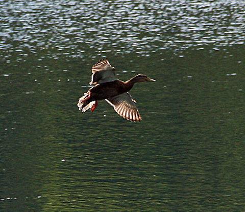 Soft Landing This duck lands very gently on a pond in Windsor, Vermont (USA) Anas platyrhynchos,Mallard,Soft Landing