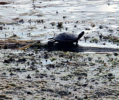 Sun Bathing This turtle takes time to sun bathe on a nearby log. Taken in Windsor, Vermont (USA) Sun Bathing