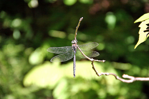 Disguised Dragon This Dragon Fly attempts to become part of the branch but can't hide from the photographer. Aeshna juncea,Common Hawker,Disguised Dragon