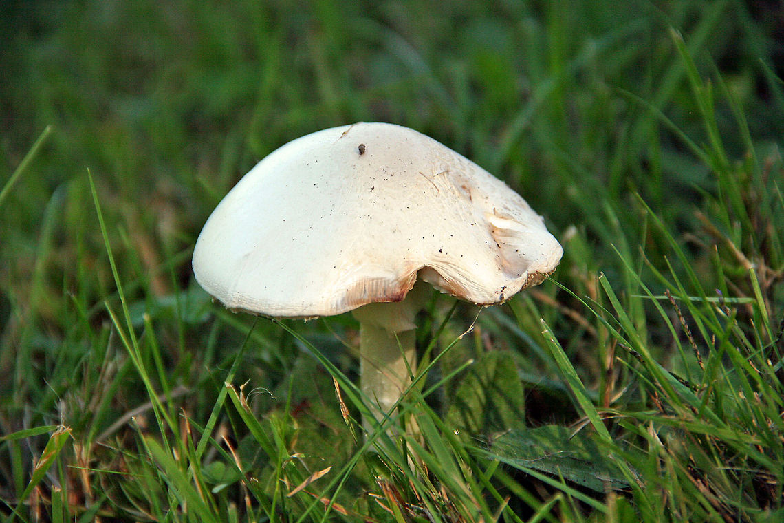 Classic Mushroom Standing all alone, the classic mushroom waiting for Fall. Classic Muschrrom
