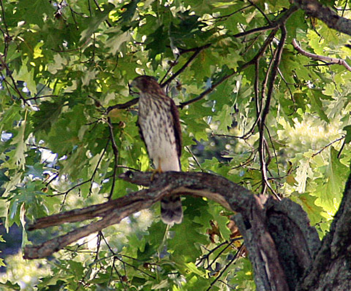 On Guard This beautiful Hawk keeps a close watch on a local pond in Windsor, Vermont (USA). Impressive bird with a large wingspan.  Accipiter striatus,On Guard,Sharp-shinned Hawk