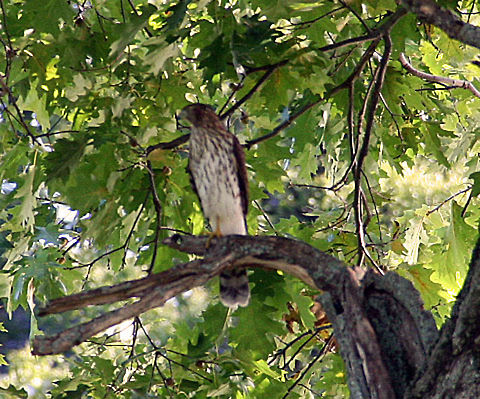 On Guard This beautiful Hawk keeps a close watch on a local pond in Windsor, Vermont (USA). Impressive bird with a large wingspan.  Accipiter striatus,On Guard,Sharp-shinned Hawk