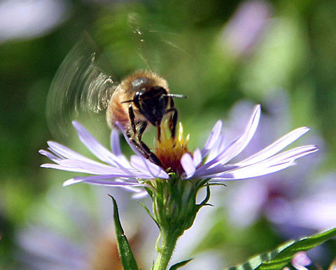 Busy Bee This Honey Bee sits atop his work. Check out the overall speed of his wings. Photo taken in Windsor, Vermont (USA) Busy Bee