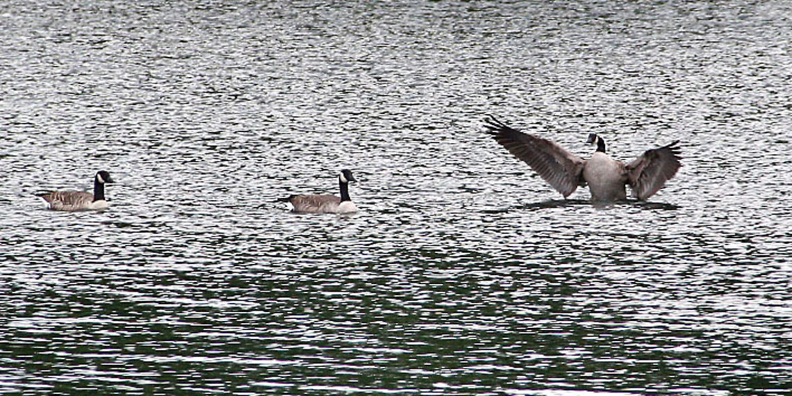 Flapping Goose One Canadian Goose appears not to welcome his two buddies who showed up on a local pond in Windsor, Vermont (USA) Branta canadensis,Canada goose,Flapping Goose