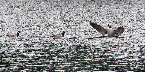 Flapping Goose One Canadian Goose appears not to welcome his two buddies who showed up on a local pond in Windsor, Vermont (USA) Branta canadensis,Canada goose,Flapping Goose