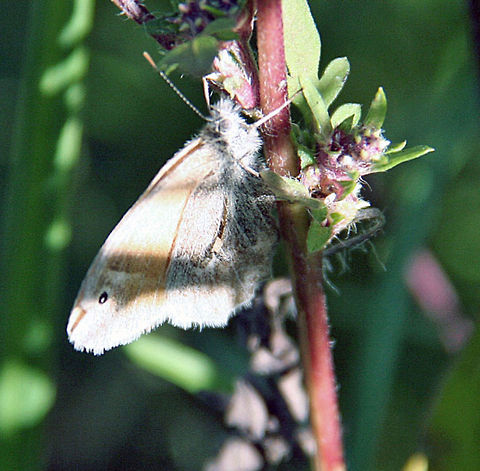 Winged Mystery Moth or Butterfly? That remains to be established for this fuzzy fellow! Need your help with this one. Photo taken in Meriden. NH. (USA) Coenonympha tullia,Large Heath or Common Ringlet,Winged Mystery