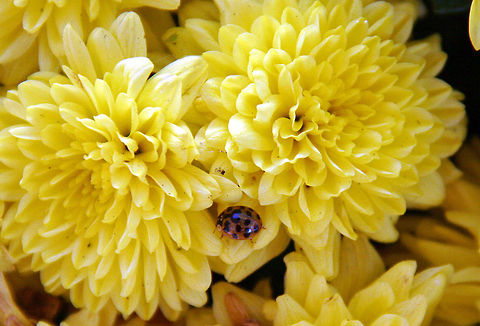 Hiding in Mums This little Lady Bug attempts to hide in these lovely Mums but was caught my an alert photographer. Photo taken in West Lebanon, N.H. (USA) Harlequin ladybird,Harmonia axyridis,Hidden in Mums