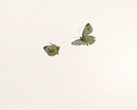 Caught in Flight These two North American Butterflies appear to be dancing in mid air above a local pond in Windsor, Vermont (USA) Flight,Pieris rapae,Small White