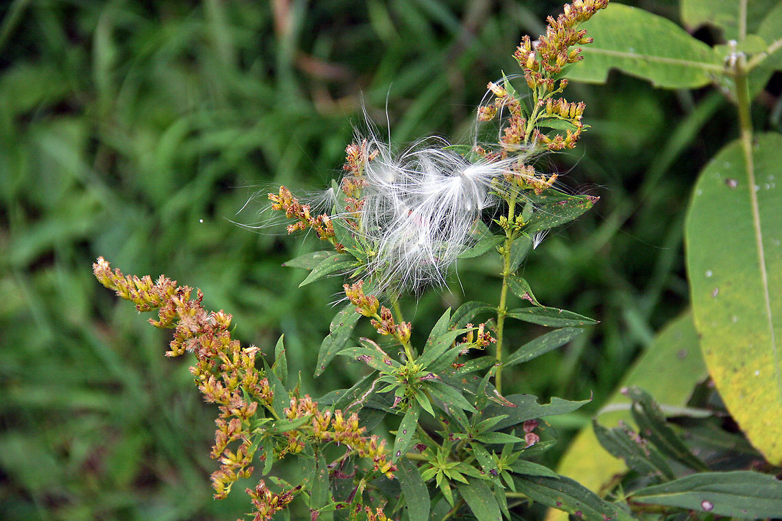 Weeds and Lace Sometimes Milkweed plants can serve as a decoration. Photo taken in Plainfield, NH (USA) Weeds And Lace