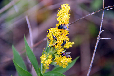Drawing A Crowd This Golden Rod draws quite a crowd in the cool Fall weather. Taken in Plainfield, N.H. (USA) Drawing a Crowd