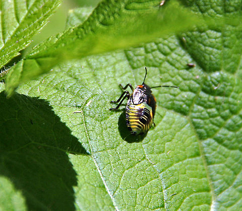 Beautiful Nymph  A brightly colored Acrosternum Hilare nymph is easy to spot on the bright green leaf. Photo taken in Windsor, Vermont (USA) Acrosternum hilare,Beautiful Nymph,Green stink bug