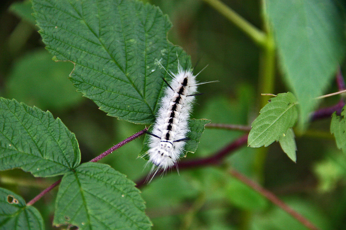 Future Beauty Hopefully, this white, furry beauty will turn into a more even beautiful butterfly. Future Beauty,Hickory tussock moth,Lophocampa caryae