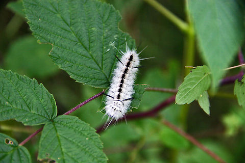 Future Beauty Hopefully, this white, furry beauty will turn into a more even beautiful butterfly. Future Beauty,Hickory tussock moth,Lophocampa caryae