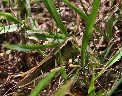Hidden Grasshopper This green grasshopper blends in very well with the green background. Too well hidden. Hidden Grasshopper,Melanoplus bivittatus,Two-striped Grasshopper