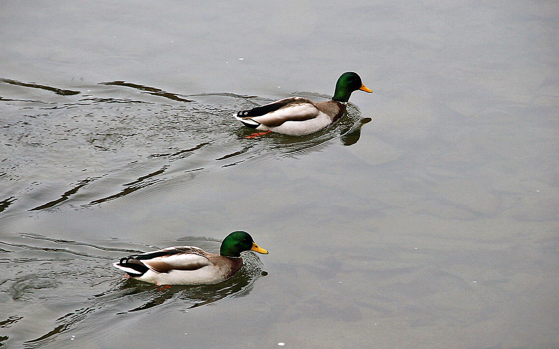 Mallard Brothers A pair of male Mallard Ducks take a swim together. Photo taken in Springfield, Vermont (USA) Anas platyrhynchos,Mallard,Mallard Brothers