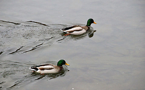 Mallard Brothers A pair of male Mallard Ducks take a swim together. Photo taken in Springfield, Vermont (USA) Anas platyrhynchos,Mallard,Mallard Brothers