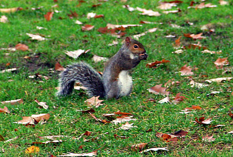 Harvest Time Autumn means its time for Grey Squirrels to get busy gathering acorns for the winter. Photo taken in Lebanon, N.H. (USA)NH. Eastern gray squirrel,Fall,Geotagged,Harvest Time,Sciurus carolinensis,United States