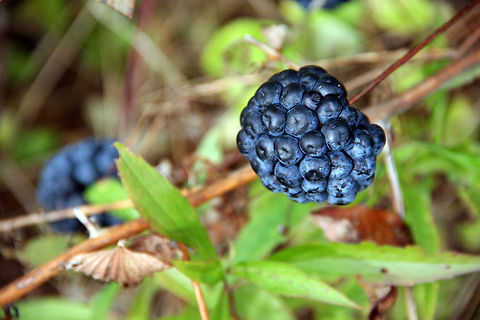 Wild Blueberry? These were found beside a local pond in Plainfield, New Hampshire (USA). They look like wild blueberries but not sure that is the proper name. Need help. Could not find the exact species. Smilax herbacea,Wild Blueberry,smooth herbaceous greenbrier