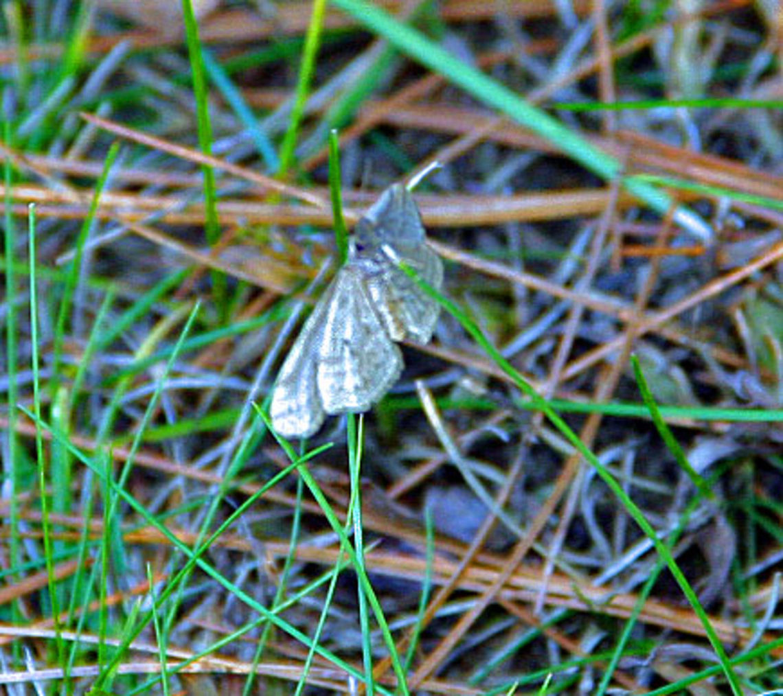 Clinging to Green This butterfly (or moth) clings to some grass in mid-November as winter closes in. Need help with the species. Not sure if a butterfly or a moth. Taken in Windsor, Vermont (USA) Clinging to Green