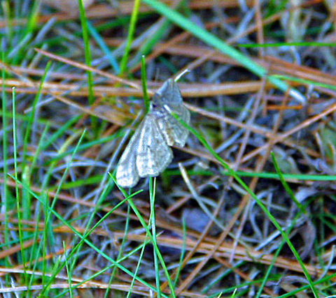 Clinging to Green This butterfly (or moth) clings to some grass in mid-November as winter closes in. Need help with the species. Not sure if a butterfly or a moth. Taken in Windsor, Vermont (USA) Clinging to Green
