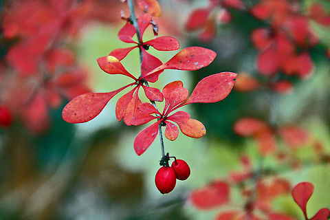 November Color Here it is mid-November in New Hampshire and I spotted this splash of color in all the surrounding stark woods. Taken in New Hampshire (USA) and not sure what these are. Can you help? Berberis thunbergii,November Color