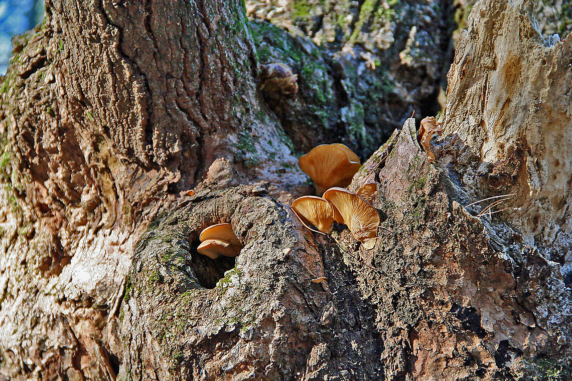 Hanging ON Even with Fall turning to Winter these mushrooms appear quite healthy and still growing. Not sure of what species these mushrooms are. Hanging On